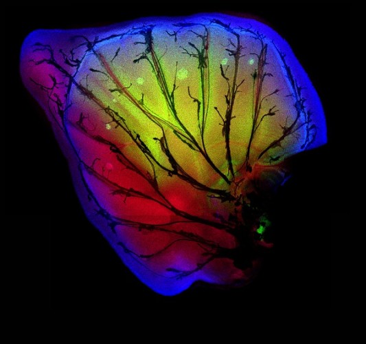 This is the imaginal disc of a developing wing of African butterfly Bicyclus Anynana. The image is featured in "Tiny: Art From Microscopes at the UW-Madison," created by UW-Madison researchers, depicting cells, molecules and nanoscale structures. Photo by: Craig Brunetti, Stephen Paddock, Sean Carroll/UW-Madison
