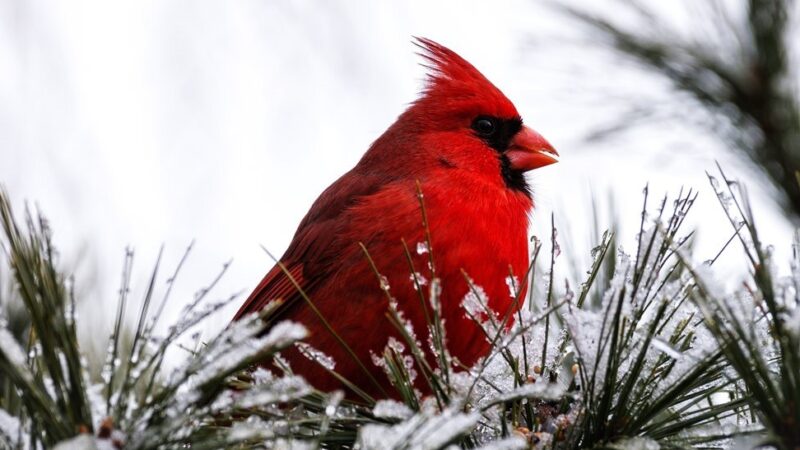cardinal-in-snow-2