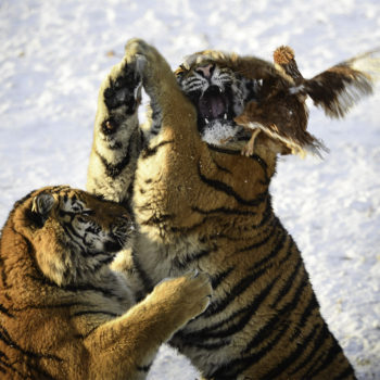 Jonathan Scott Paulson