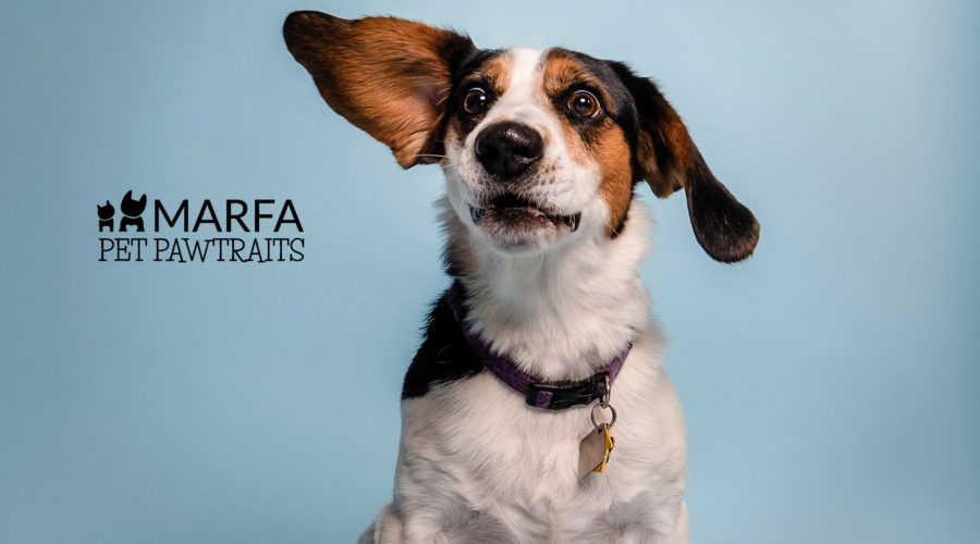 Marfa Pet Pawtraits Puts the Focus on What Matters Most