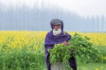 Ludhiana - India