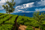 Kericho — Kenya