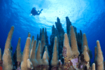 North Side — Cayman Islands