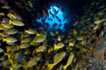 West Island — Cocos Islands