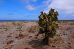 Baltra — Galápagos Islands