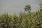 Kindia — Guinea