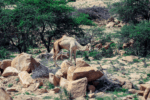 Hargeysa — Somalia