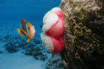 Tauhunu — Cook Islands