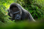 Franceville — Gabon