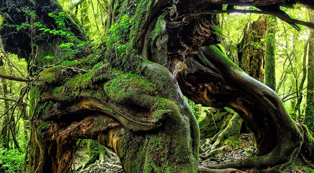 Giving Nature Voice